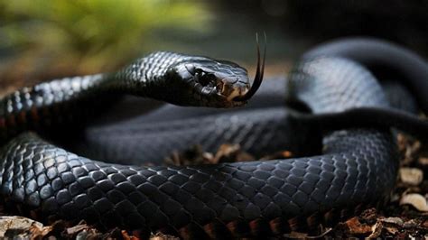 Las Serpientes Mas Venosas Y Peligrosas Del Mundo Youtube Images