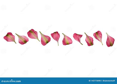 Red And Green Flower Petals Border On White Background Isolated Close