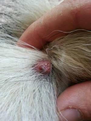An ingrown hair on scalp will appear as a bump on head with hair trapped inside. Ingrown Hair on Head Scalp Pictures, Symptoms, Removal ...