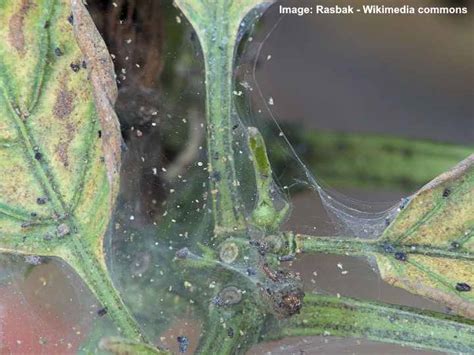 White Mites Identification Treatment And Prevention Of White Spider Mites