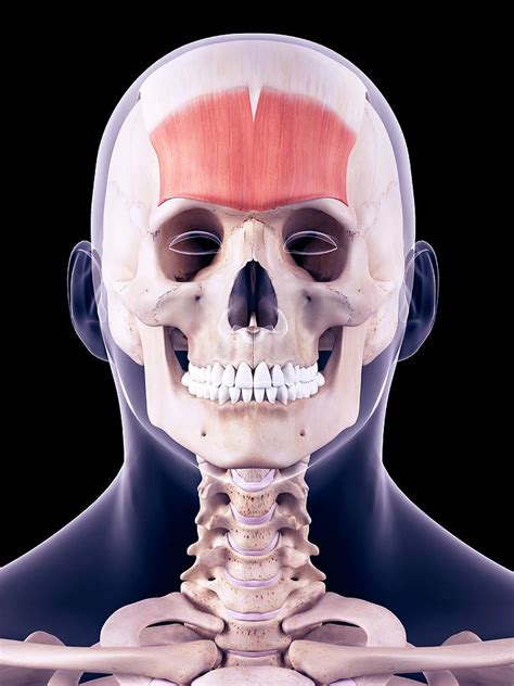 Head Muscles Photograph By Sebastian Kaulitzki Science Photo Library