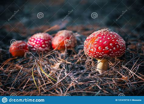 Autumn Red Mushroom Amanita Mushrooms In The Grass On A Sunny Afternoon