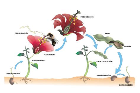 Michelangelo Position Tücken las plantas con flores Elternteil dünn