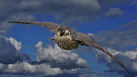 Falcon Full Hd Wallpaper And Background Image 1920x1080 Id154995