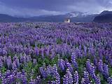 Images of Lupin Flower Wallpaper