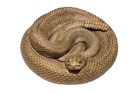 Coiled Snakes Pictures Stock Photos Pictures And Royalty Free Images