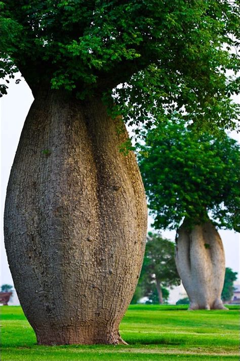 17 Best Images About Toborochi Tree On Pinterest