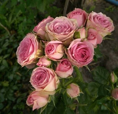 Роза спрей Мими Эден купить в питомнике по цене 411
