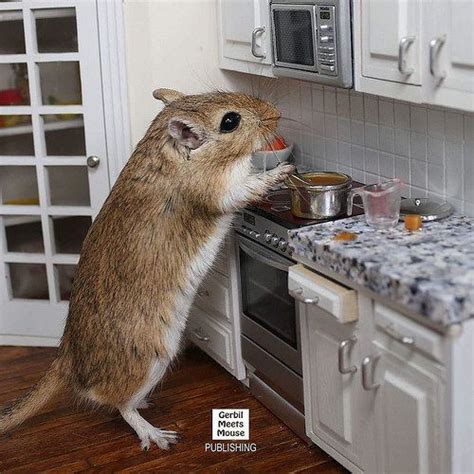 Pin By American Gerbil Society On Gerbil Meets Mouse Gerbil Small