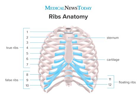 How Many Ribs Do Humans Have Men Women And Anatomy