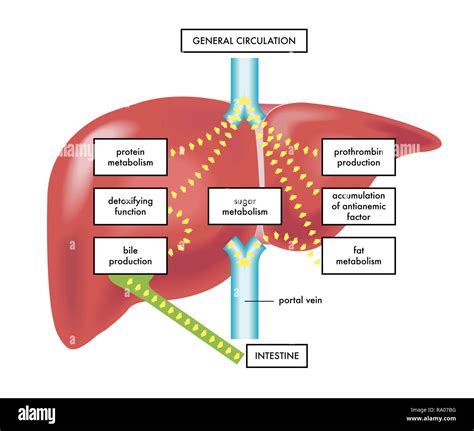 A Illustration Of The Main Functions And The Anatomy Of The Human Liver