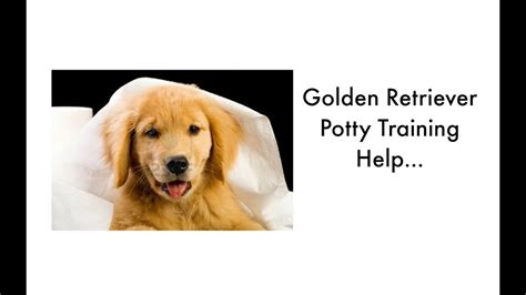 Potty Training Your Golden Retriever Puppy Golden Retriever