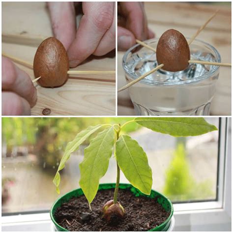 The san pedro cactus (trichocereus pachanoi) is native to the rainy western slopes of the andes mountains in peru and ecuador. How to Grow an Avocado Tree from an Avocado Pit