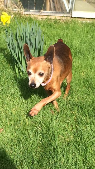 Fred 9 Year Old Male Miniature Pinscher Cross Dog For Adoption