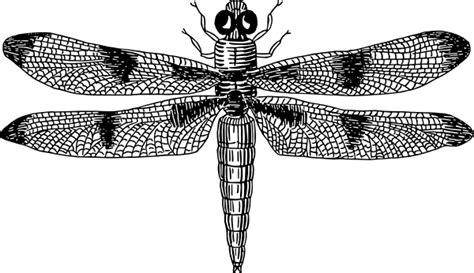 Dragonfly 2 Clip Art At Vector Clip Art Online