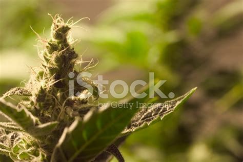 Weed Macro Stock Photo Royalty Free Freeimages
