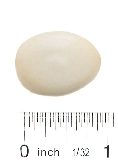 The eggs are usually a solid pale color, without spotting, however there may be an occasional spotted egg. Starling Egg Replica