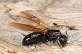 Swarmer Carpenter Ants