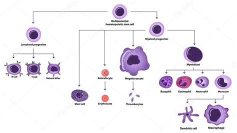 Hematopoiesis Cell Types Scheme Stock Vector Image By ©exty 108563686
