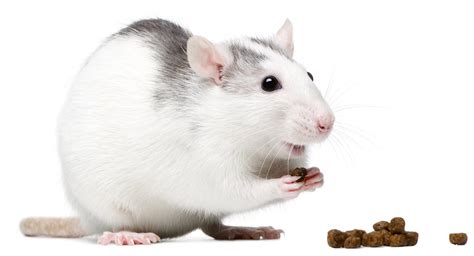 For you to grow pet rats more healthily and actively, choose between our top rat food products below. Your Rat Food Guide - Best Rat Food Brands & How To Feed Them