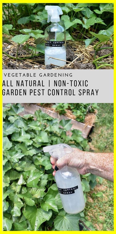 Garden Pest Control Spray Organic Pest Control For Vegetable Garden