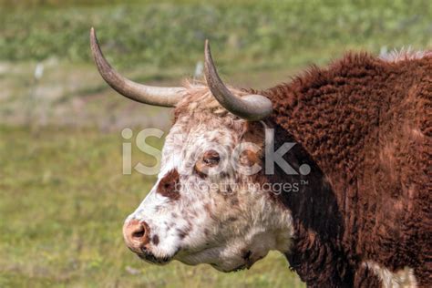 Cattle With Horns Side Portrait Stock Photos