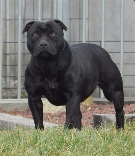 Aufrufe 3,9 tsd.vor 10 years. Photo - Blueline Bull's - eleveur de chiens Staffordshire ...