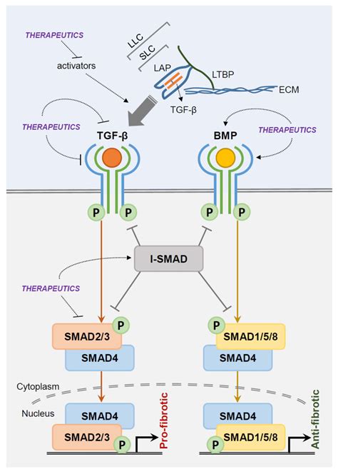 Potential therapeutic target sites in the TGF β BMP signaling pathway