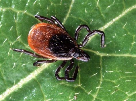 Tick Borne Disease Is On The Rise In Missouri Cdc St Louis Mo Patch
