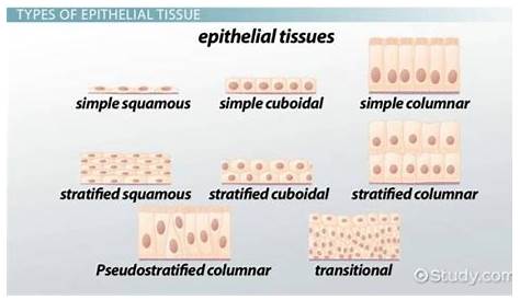 epithelial tissue coloring worksheet