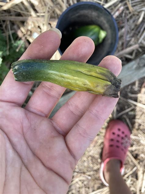 When do zucchini flowers open. Forum: Zucchini Flowers Is Starting To Die