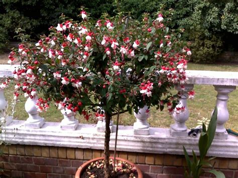 A Fuchsia Standard Is An Outstanding Tree When Displayed In Your
