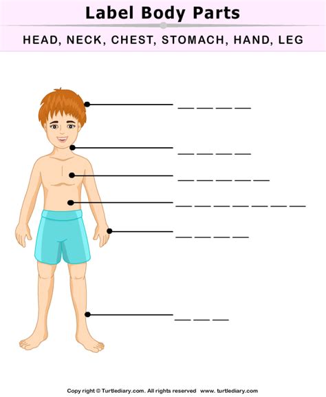 30 Label The Body Parts Labels For Your Ideas