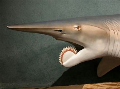 Whorl Tooth Shark Helicoprion Is A Long Lived Genus Of Extinct Shark