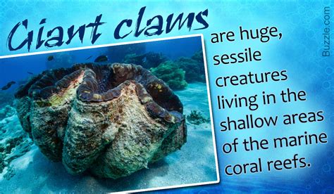 These Interesting Facts About The Giant Clam Will Make You Go Wow