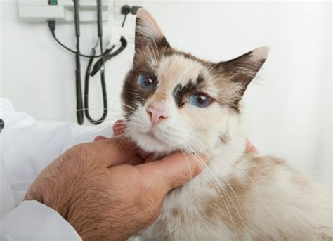 Lymph Node Inflammation Lymphadenitis In Cats Petmd