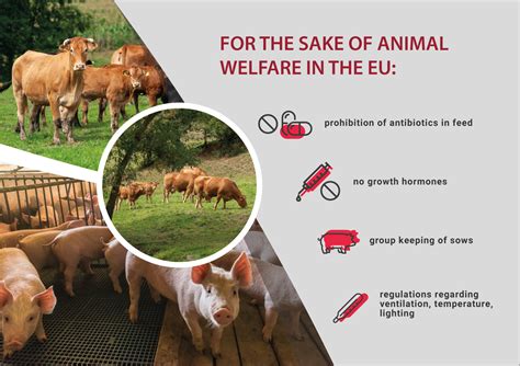 Animal Welfare In The European Union 40 Years Of History Hundreds Of
