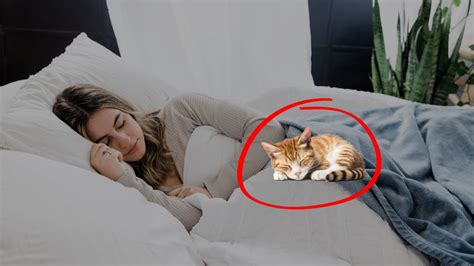 Why Does Your Cat Sleep With You Is It Safe To Sleep With Them Youtube