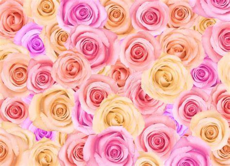Background Of Roses Stock Photo Image Of Lovely Holiday 22920714
