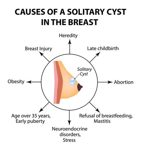 The Anatomical Structure Of The Breast On Isolated Background Mammary