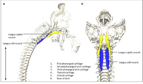 Many in the neck help to stabilize or move the head. Vertebrate muscles of the neck. (A) Right lateral view of ...