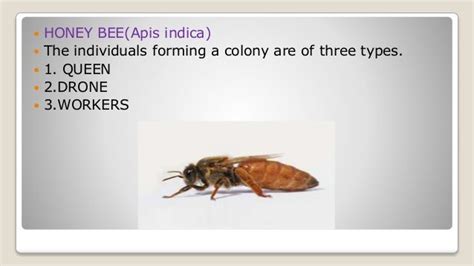 Social Behavior Of Honey Bees