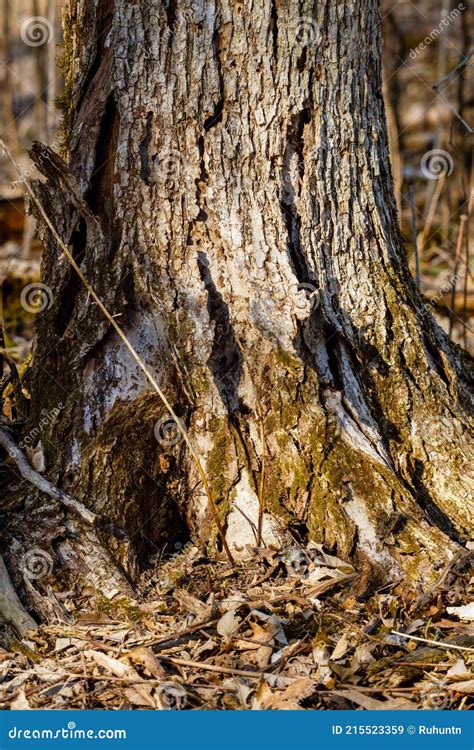 Close Up Of A Dead Elm Tree Stock Image Image Of Disturbance