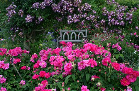Fonds Decran Angleterre Jardins Roses Beaucoup Rosemoor Rose Garden