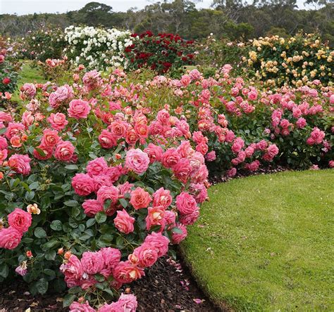 Treloar Roses Bolwarra Australia Hours Address Tripadvisor