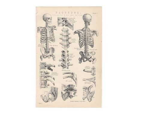 C 1880 Human Skeleton Backbone Print Original Antique Etsy