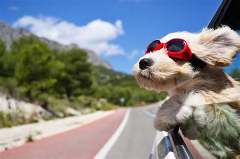 Dog Travel: 10 Tips for Traveling With Your Pup - 3 Kids and Us