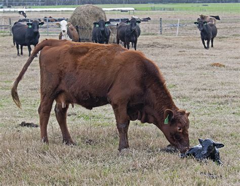The Importance Of The Calving Distribution For Cow Calf Operations