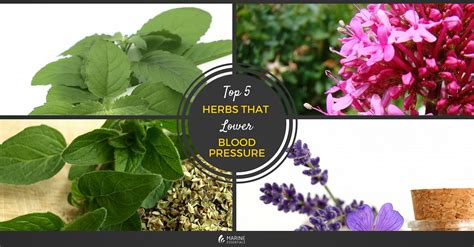 Top 5 Herbs That Lower Blood Pressure Marine Essentials Blog