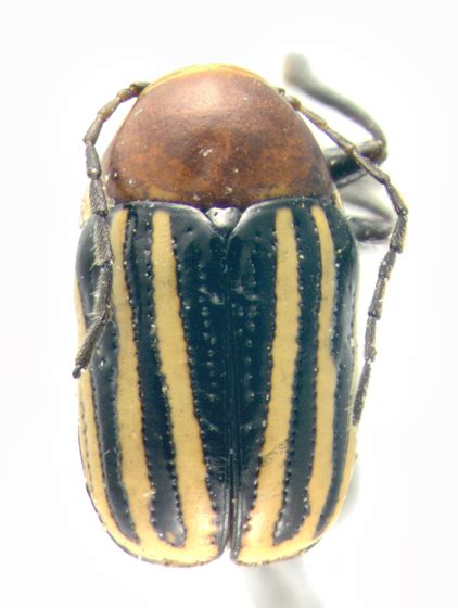 Chrysomelidae Dorsal Bassareus Lituratus Bugguidenet